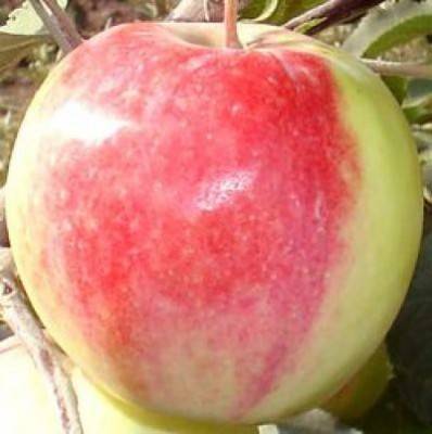 Яблоня феникс алтайский: особенности сорта и ухода