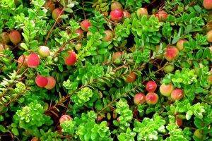 Выращиваем царь-ягоду бруснику в открытом грунте: советы по агротехнике