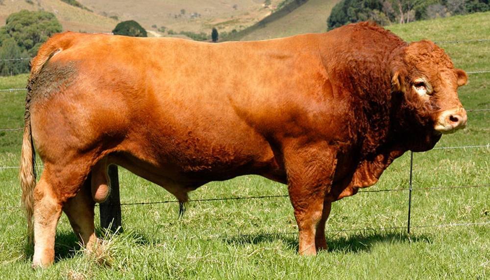 Шотландская корова: особенности породы и уход