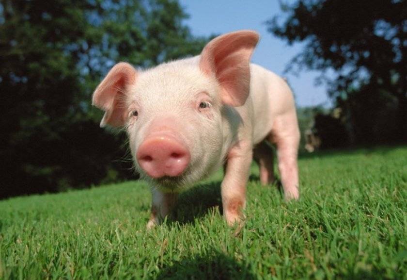 Каким способом узнать сколько весит свинья