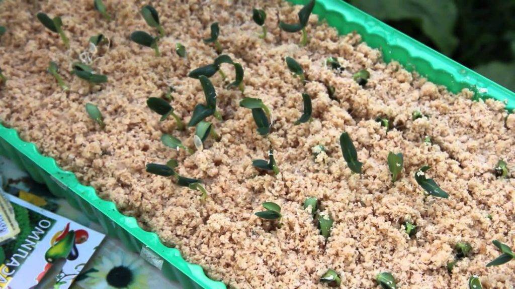 Супербыстрые всходы по японскому способу выращивания огурцов в опилках