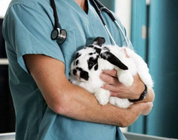 Вакцина «раббивак v»: инструкция по применению для кроликов