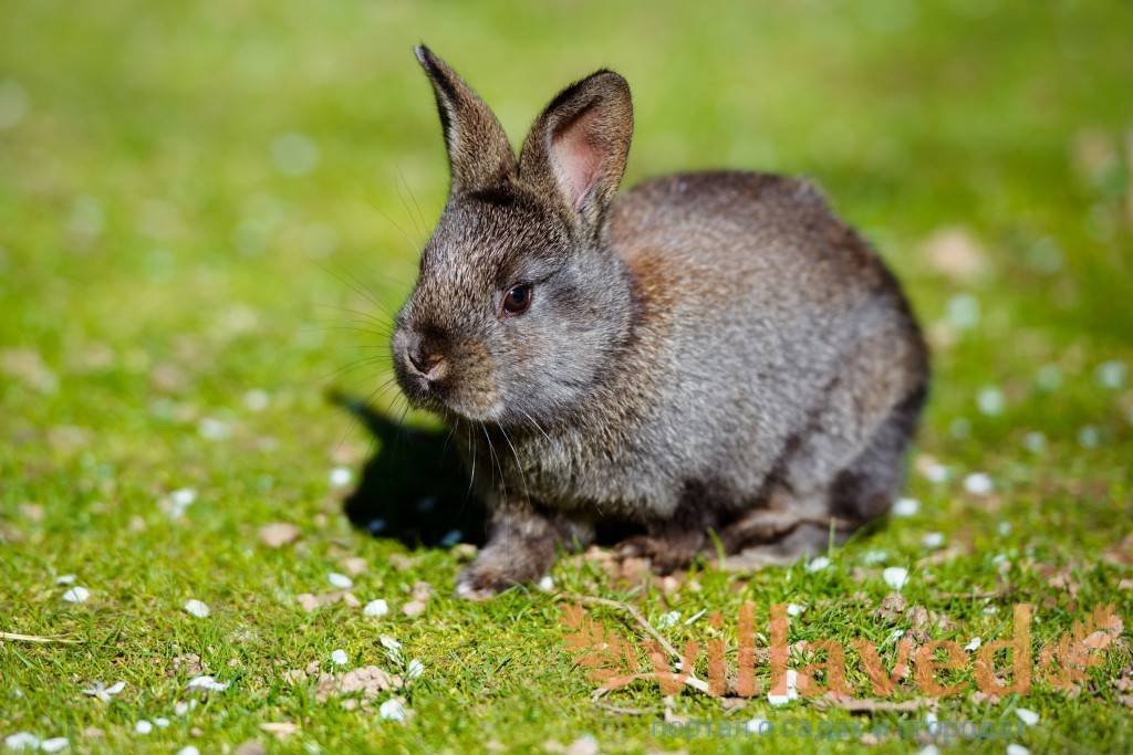 Все про болезни кроликов и их лечение
