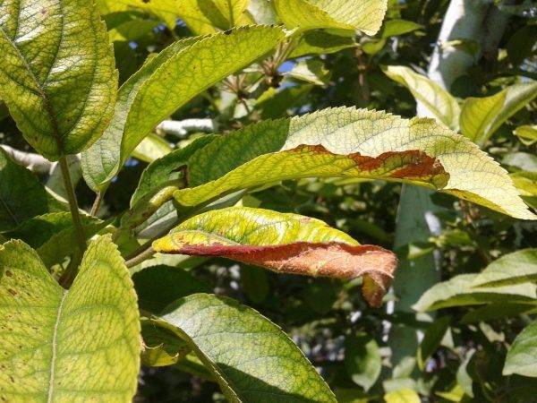 Почему на яблоне и груше скручиваются листья – причины и советы, что делать