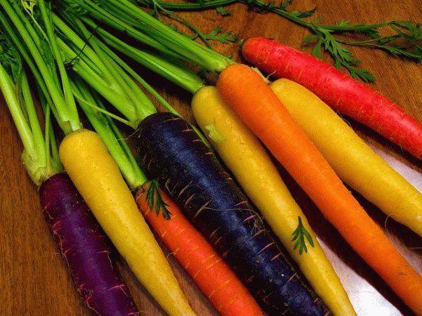 Выращивание моркови сортотипа шантане