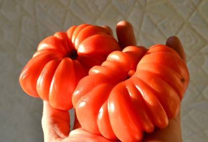 Сорт томата японский краб