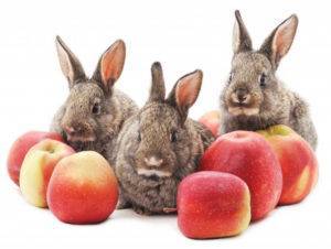 Чем можно кормить кроликов зимой в домашних условиях, правила для начинающих
