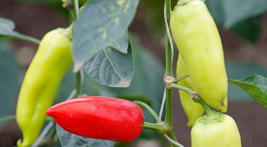 Что можно посадить после томатов и перца и чем уплотнить посадки