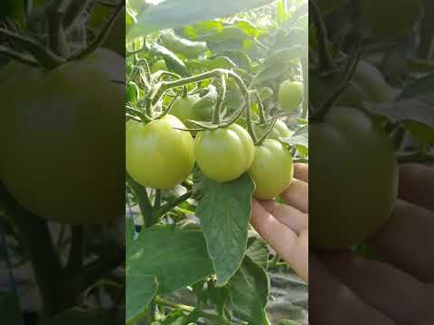 Томат «буги вуги» f1: описание, фото и характеристики помидора (высота куста, размер плода, урожайность и д.р.)
