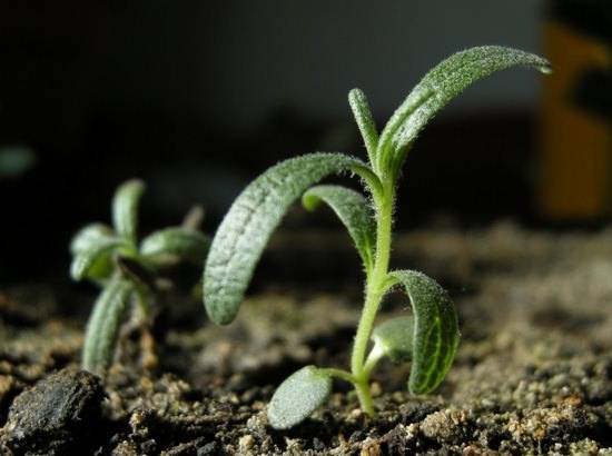 Розмарин: выращивание из семян в домашних условиях и в открытом грунте