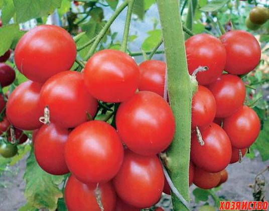 Гибрид помидора «линда f1»: фото, видео, отзывы, описание, характеристика, урожайность