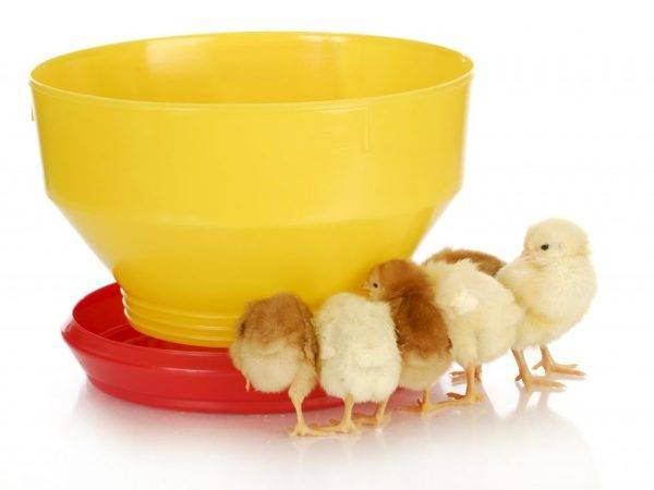Выпойка (пропойка) цыплят в домашних условиях