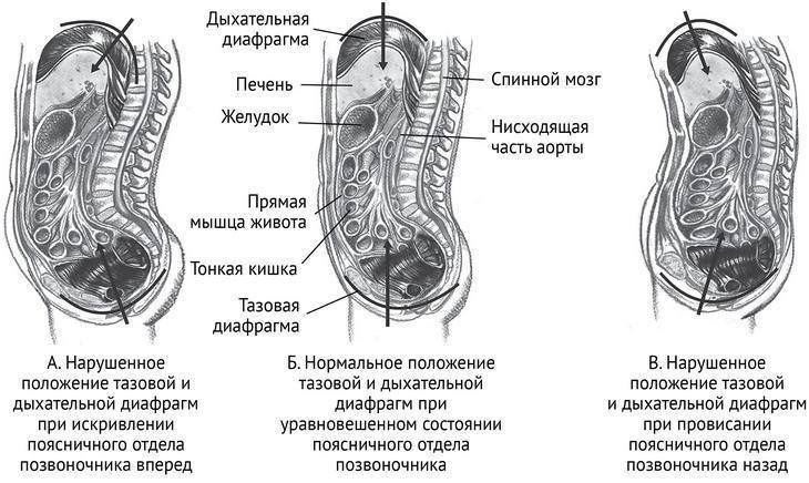 Система органов движения. скелет