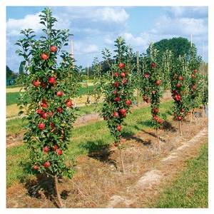Сорта и преимущества колоновидных яблонь