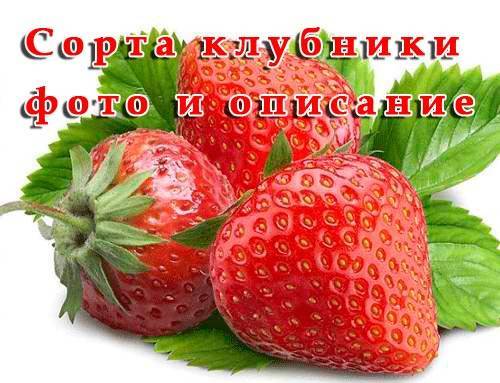 Клубника богота: богатырская ягода для юга россии