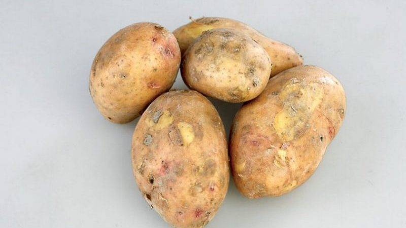 Сорт картофеля «розара»: характеристика, описание, урожайность, отзывы и фото