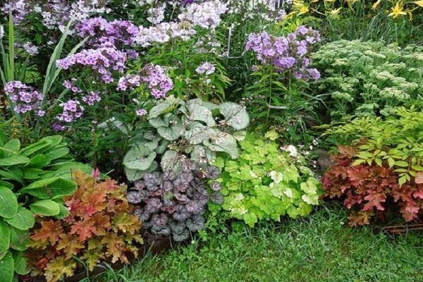 15 лучших видов тенелюбивых растений для сада цветущих все лето