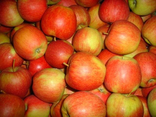 Яблоки айдаред — легендарный сорт из америки