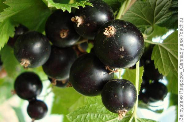 Описания лучших сортов черной смородины и регионы их выращивания