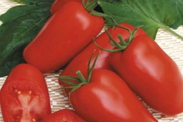 Ультраранние томаты бони мм