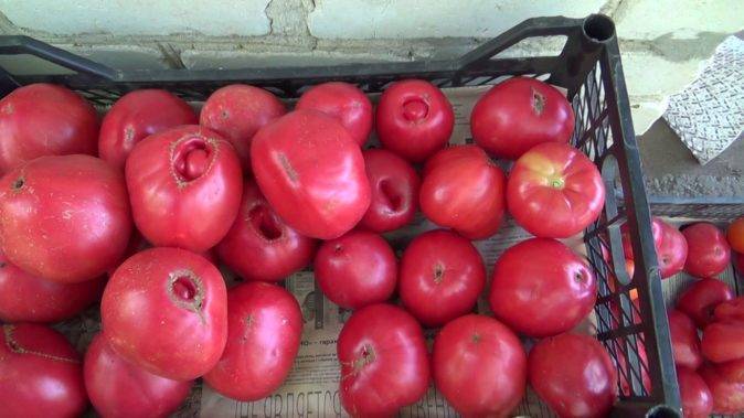 Сортовые особенности томата вельможа