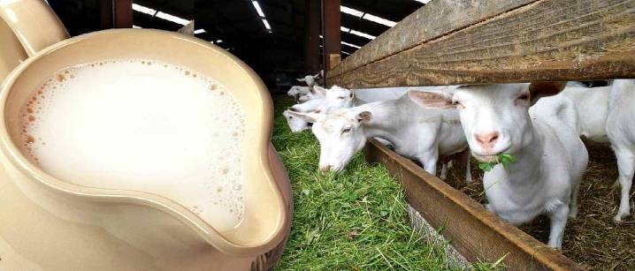 Сколько молока дает коза в сутки