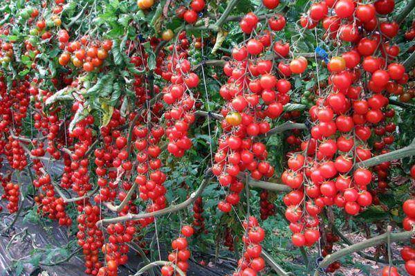 Характеристика и описание сорта томата персик, его урожайность