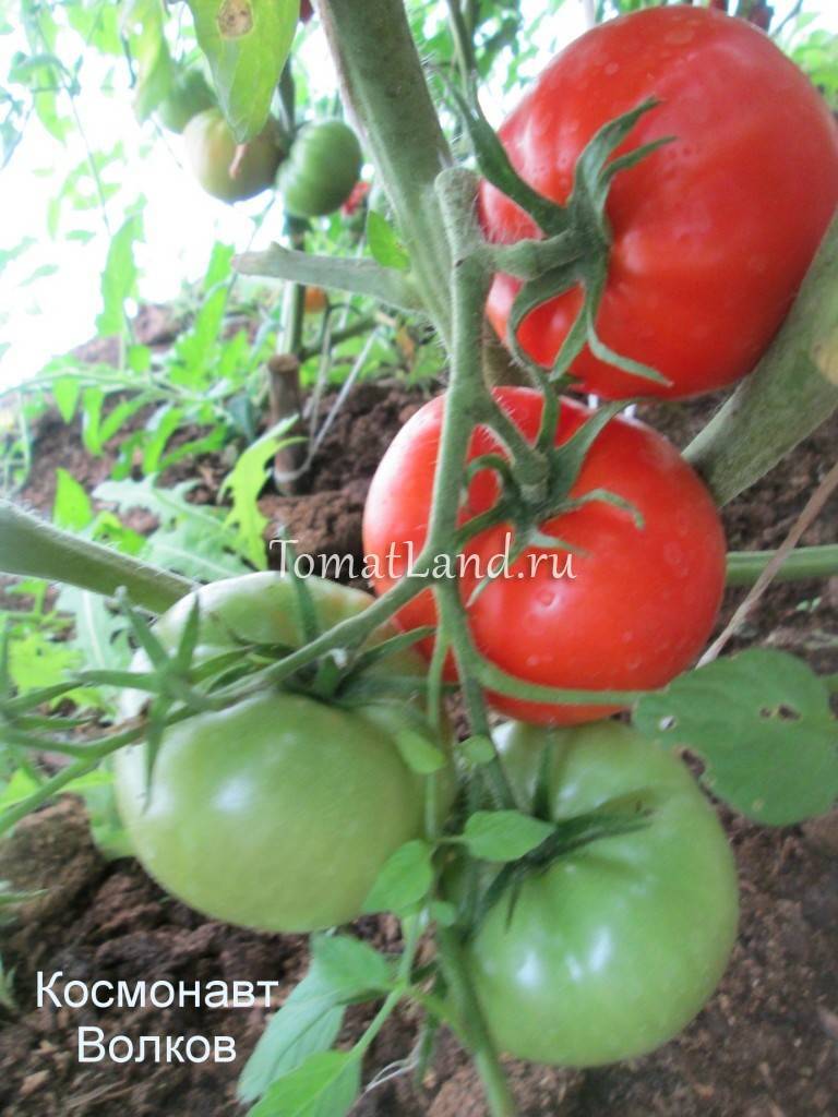 Как сажать и выращивать помидоры «москвич» («москвичка») — описание сорта и советы огородникам