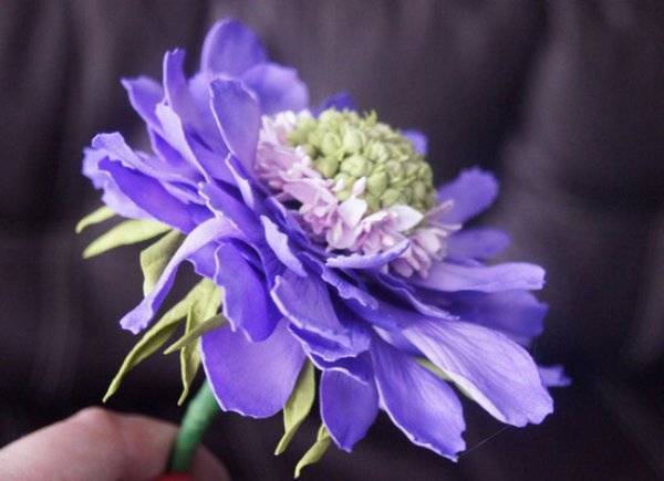 Нежная и трогательная скабиоза – цветок невесты
