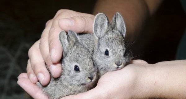 Как выкармливать крольчонка без крольчихи: инструкции и рекомендации