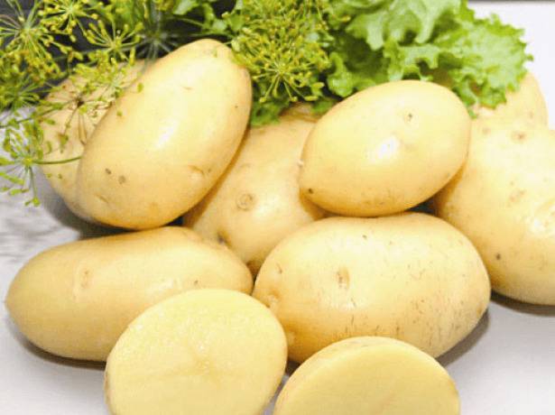 Описание и характеристики сорта картофеля крепыш, правила посадки и уход