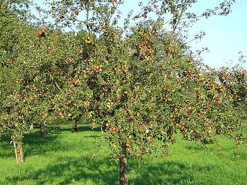 Что делать, когда сохнут листья у яблони? советы садоводов