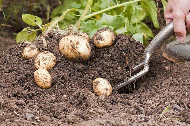 Сорт картофеля «журавинка» – описание и фото