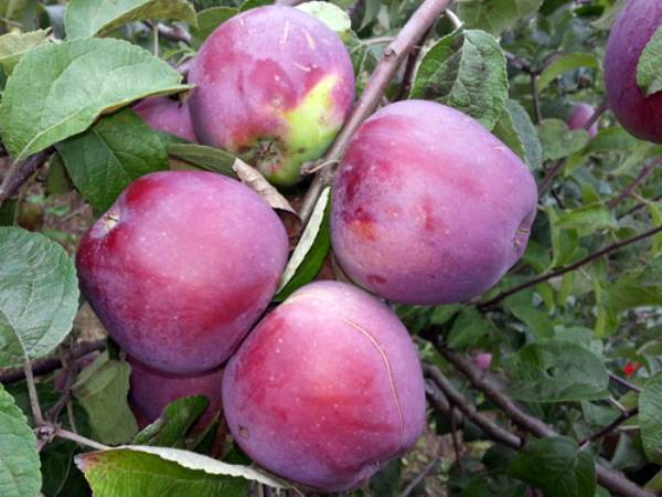 Описание яблони сорта белорусское сладкое и технология выращивания