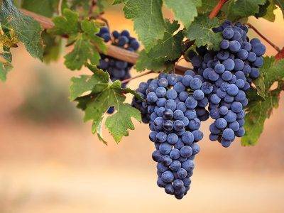 17 лучших мускатных сортов винограда