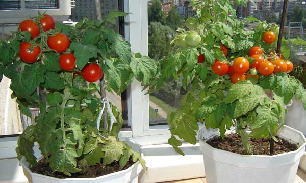 Обзор сортов томатов для выращивания в квартире