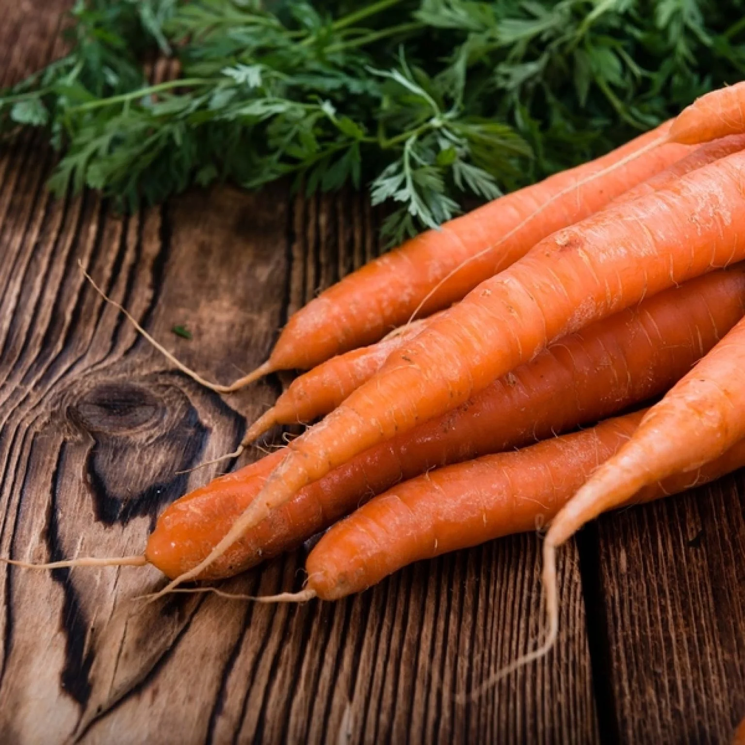 Когда наступает последний срок посадки моркови? какие факторы влияют на определение времени?