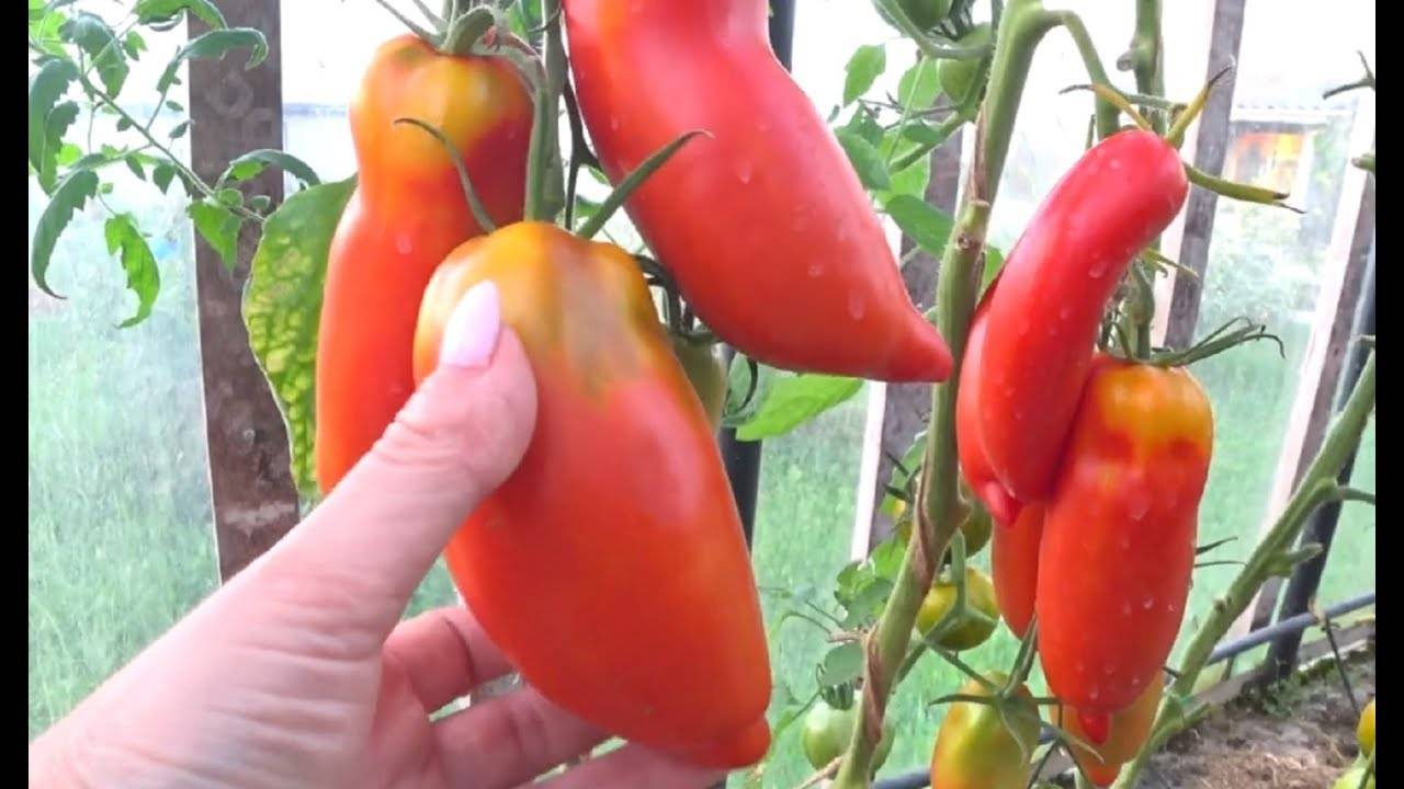 Сорт помидоров «дядя степа»: отзывы, описание, характеристика, урожайность, фото и видео