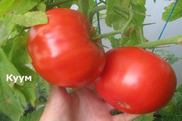 Характеристика и описание сорта томата Мандаринка, его урожайность