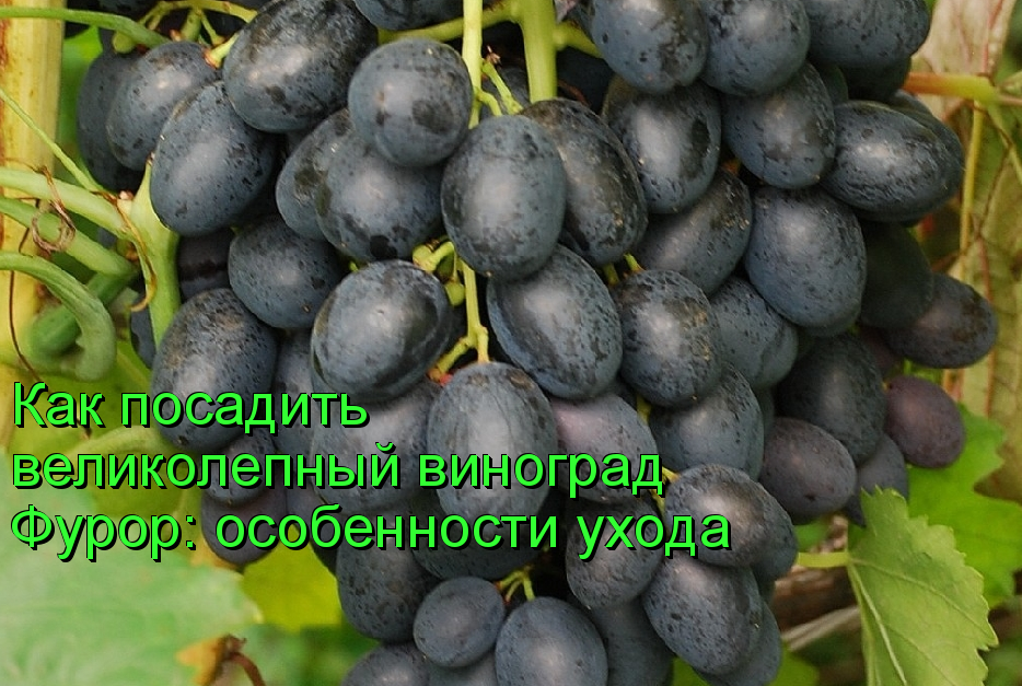 Полное описание винограда сорта «фурор»: характеристики, фото и отзывы
