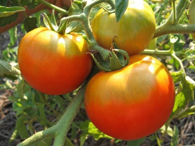 Сорт томата «торнадо f1»: описание, характеристика, посев на рассаду, подкормка, урожайность, фото, видео и самые распространенные болезни томатов