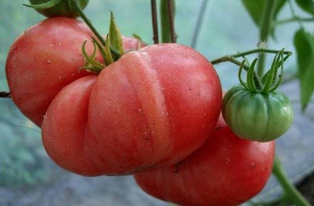 Описание характеристики томатов «космонавта волкова»