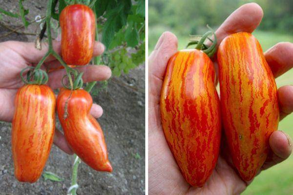 Описание сорта томата Безумие Касади, его характеристика и урожайность