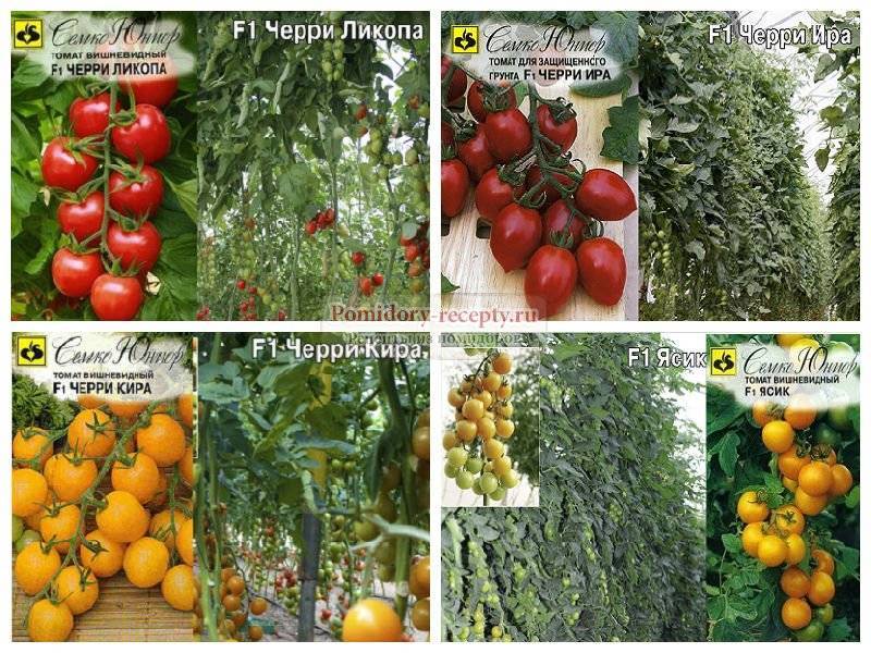 Томат пинк буш f1: описание гибрида и особенностей его выращивания