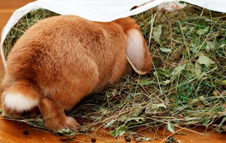 Чем кормить кроликов: поясняем по пунктам