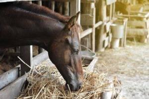 Чем и как правильно кормить лошадей
