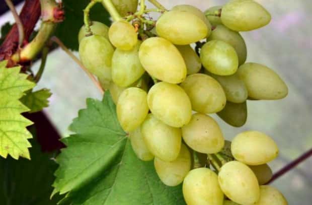 Описание сортов и характеристик винограда мускат и особенности выращивания