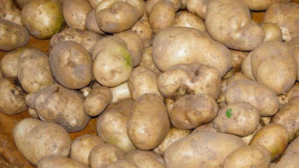Адретта: все нюансы выращивания популярного сорта картофеля