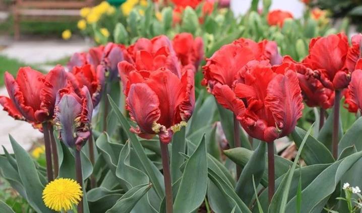 Описание сортов ботанических тюльпанов, особенности посадки и ухода