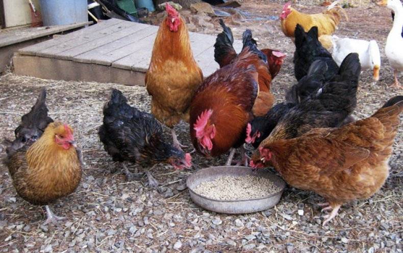 Простой рецепт, как повысить яйценоскость куриц в домашних условиях